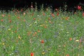 Eine Wiese mit vielen bunten Wildblumen