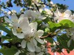 Blüten am Ast eines Zierapfels